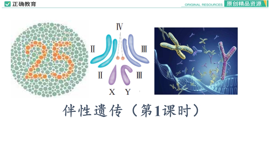 2-3 伴性遗传（第1课时）.pptx_第1页
