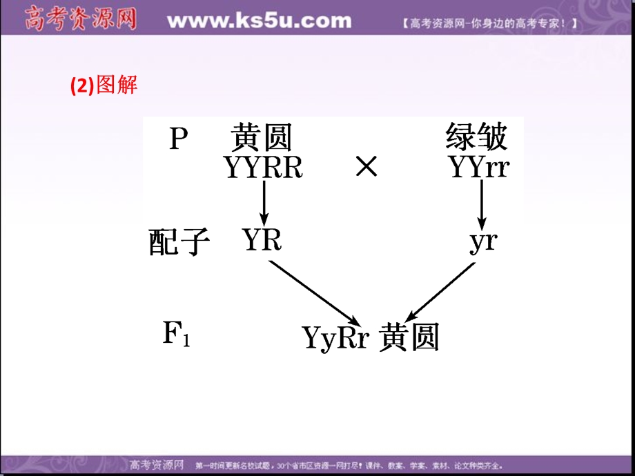 2014年浙科版高中生物必修一同步系列：《自由组合定律》课件1.ppt_第3页