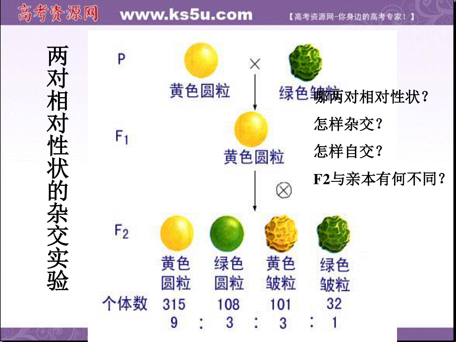 2014年浙科版高中生物必修一同步系列：《自由组合定律》课件9.ppt_第2页