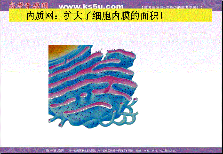 2014年浙科版高中生物必修一同步系列：《细胞质》课件3.ppt_第2页