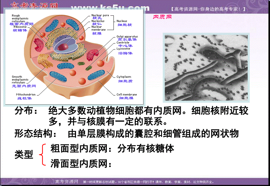 2014年浙科版高中生物必修一同步系列：《细胞质》课件3.ppt_第3页