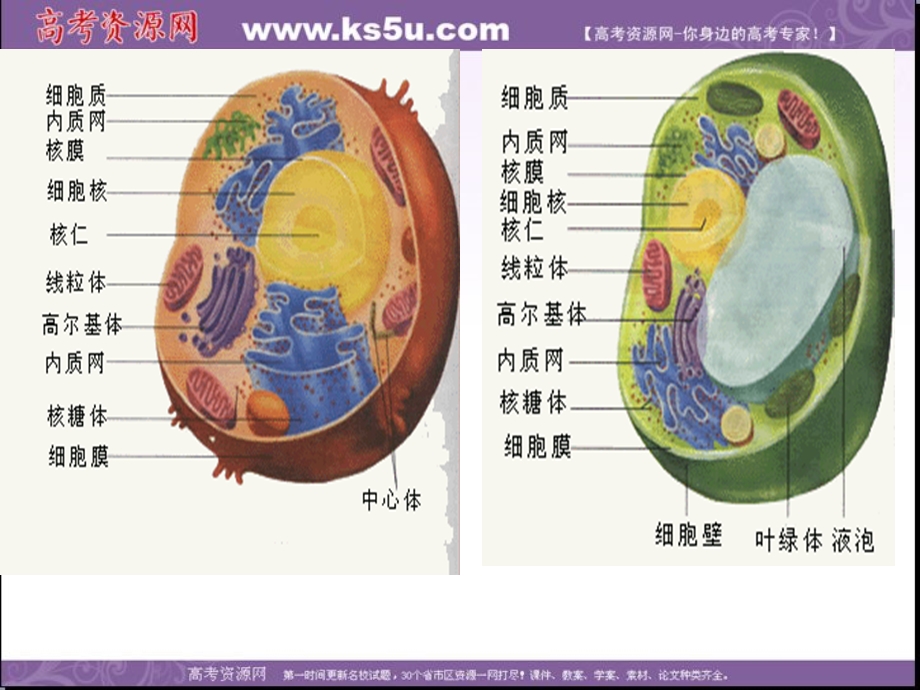 2014年浙科版高中生物必修一同步系列：《细胞质》课件7.ppt_第2页