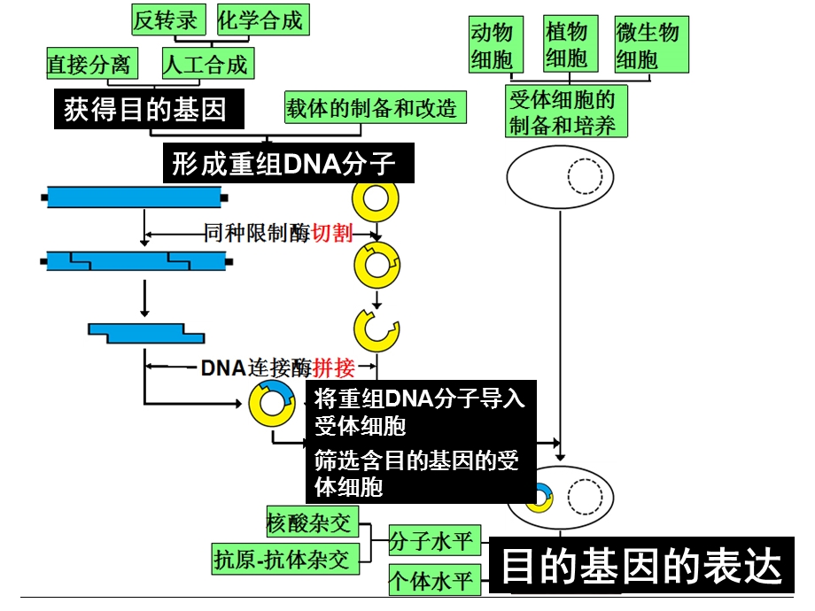 2014浙江湖州高中生物教研活动资料：转基因抗虫水稻（共36张）.ppt_第3页