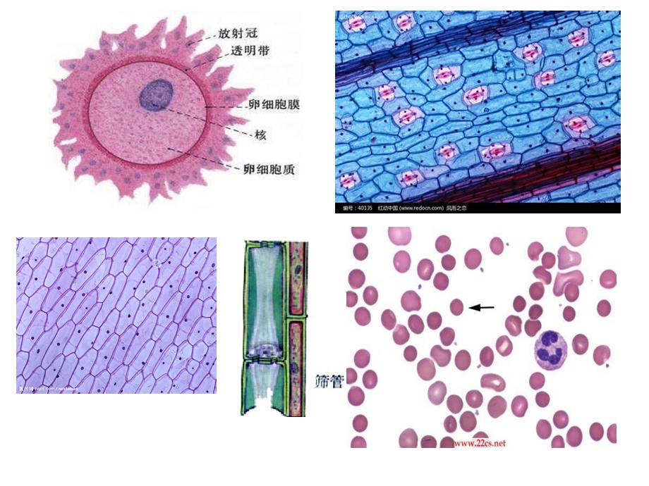 2014浙江嘉兴高中生物教研活动资料：细胞核（共19张）.ppt_第2页