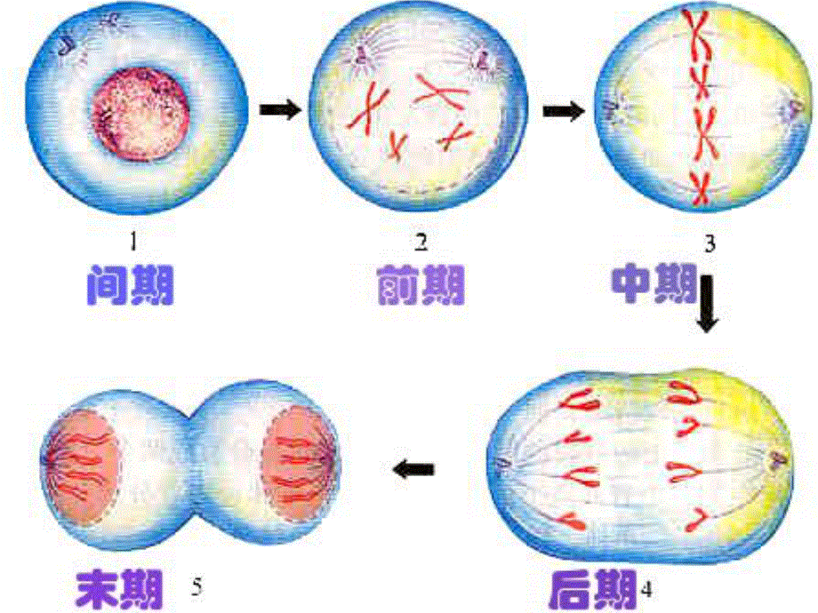 2014浙江嘉兴高中生物教研活动资料：人类生活史中遗传物质变化规律（共10张）.ppt_第3页