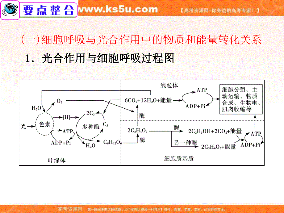 2012届广东省高考生物二轮总复习精品课件：第4课时 细胞呼吸与光合作用.ppt_第2页