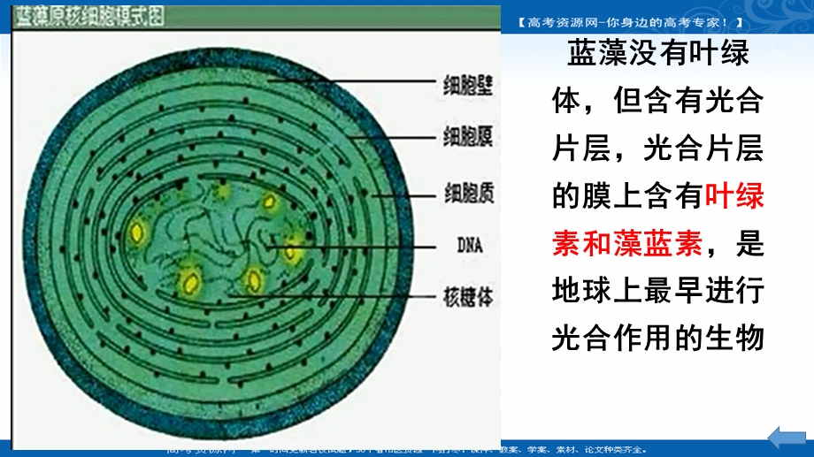 2017届一轮复习生物课件-多种多样的细胞详细 （共17张PPT） .ppt_第3页