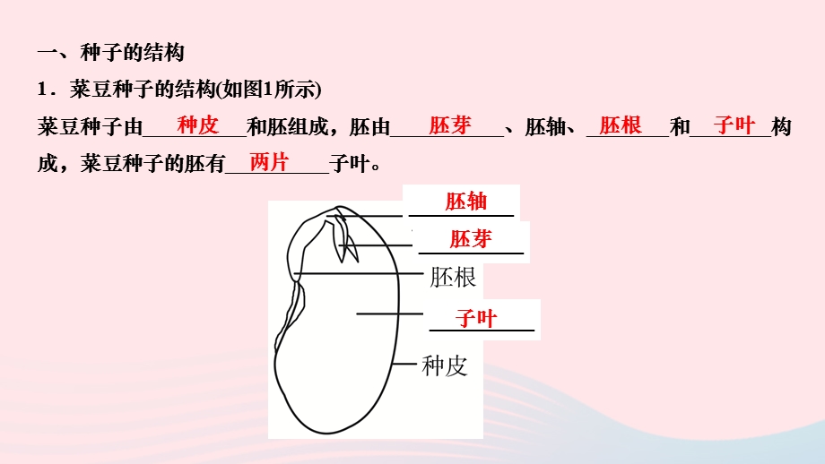 2022七年级生物上册 第三单元 生物圈中的绿色植物第一章 生物圈中有哪些绿色植物第二节 种子植物作业课件 （新版）新人教版.ppt_第3页