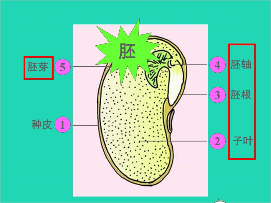 2022七年级生物上册 第三单元 生物圈中的绿色植物第二章 被子植物的一生 第1节种子的萌发课件 （新版）新人教版.ppt_第3页