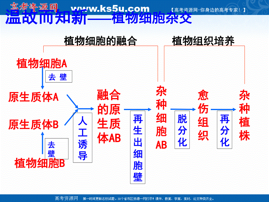 2017届一轮复习生物课件--动物细胞融合与单克隆抗体 （共27张PPT） .ppt_第2页