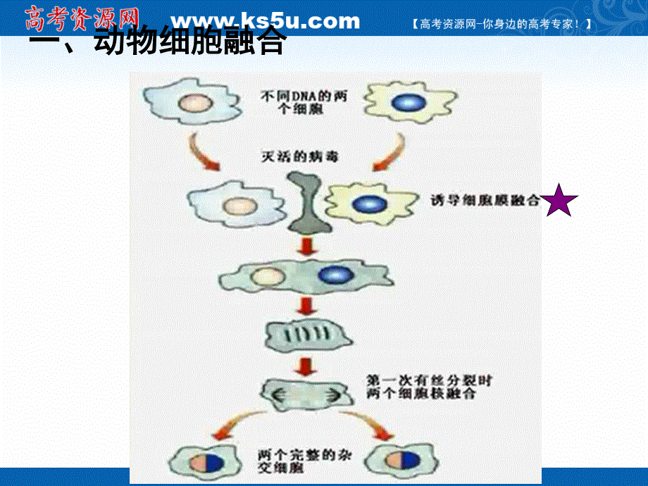 2017届一轮复习生物课件--动物细胞融合与单克隆抗体 （共27张PPT） .ppt_第3页