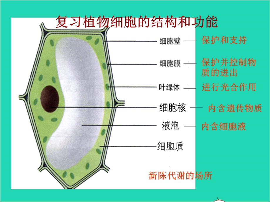 2022七年级生物上册 第二单元 生物体的结构层次第一章 细胞是生命活动的基本单位第三节 动物细胞教学课件 （新版）新人教版.ppt_第2页