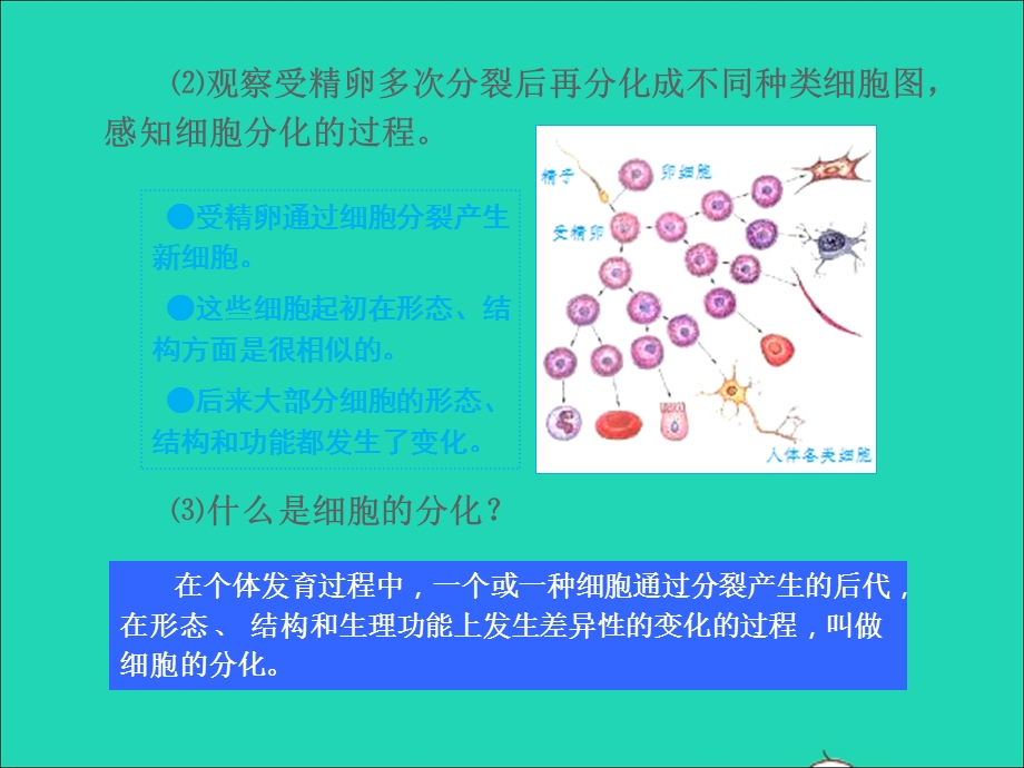 2022七年级生物上册 第二单元 生物体的结构层次第二章 细胞怎样构成生物体第二节 动物体的结构层次教学课件 （新版）新人教版.ppt_第3页