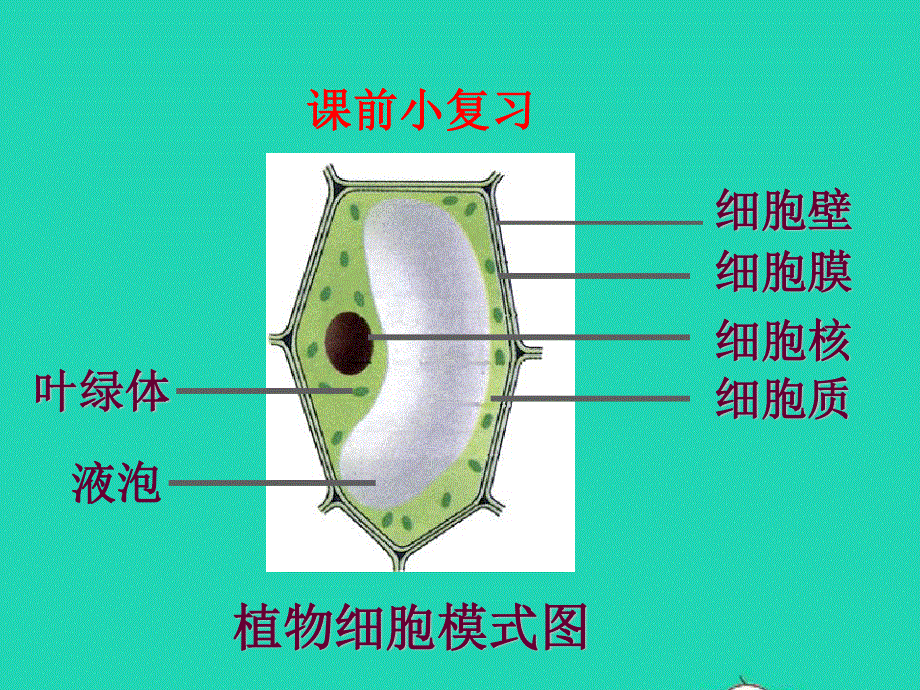 2022七年级生物上册 第二单元 生物体的结构层次第一章 细胞是生命活动的基本单位 第4节细胞的生活课件 （新版）新人教版.ppt_第2页