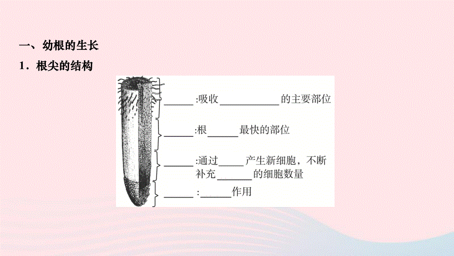 2022七年级生物上册 第三单元 生物圈中的绿色植物第二章 被子植物的一生第二节 植株的生长作业课件 （新版）新人教版.ppt_第3页