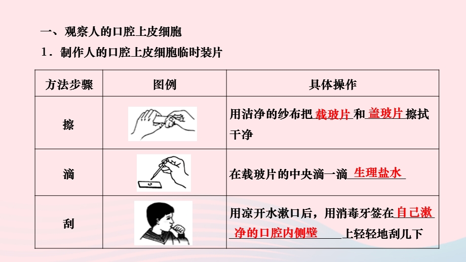 2022七年级生物上册 第二单元 生物体的结构层次第一章 细胞是生命活动的基本单位第三节 动物细胞作业课件 （新版）新人教版.ppt_第3页