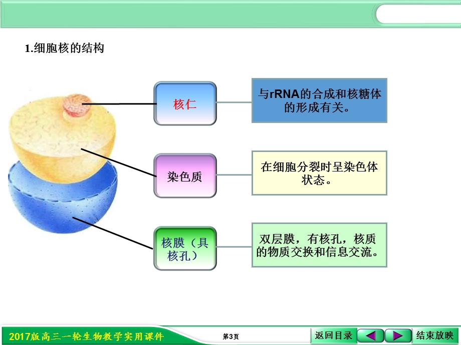 2017届人教版高三生物第一轮复习课件：1-2-2细胞核的结构与功能 .ppt_第3页