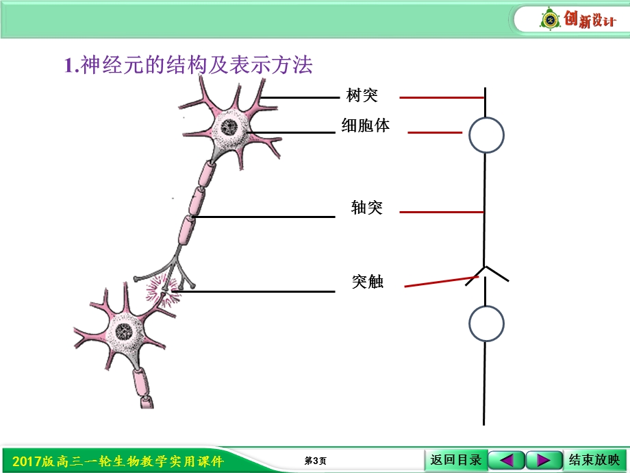 2017届人教版高三生物第一轮复习课件：3-1-5 反射与反射弧 .ppt_第3页