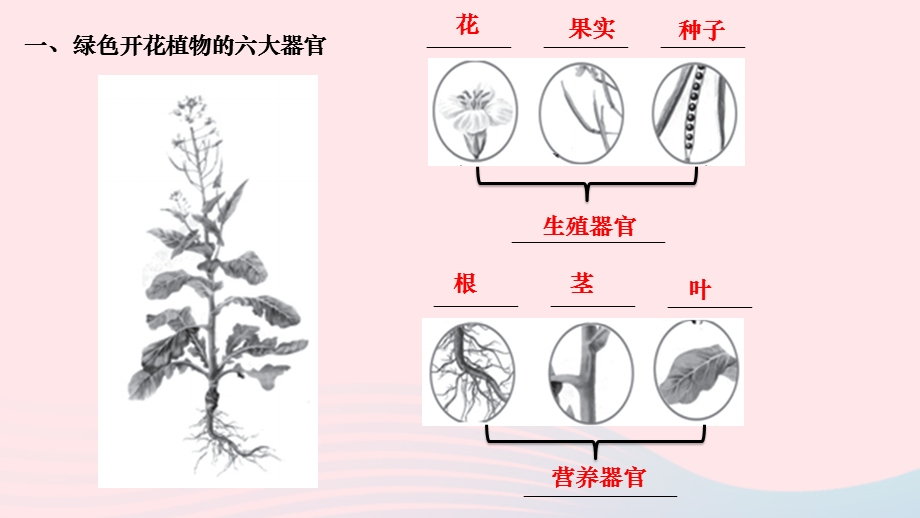 2022七年级生物上册 第二单元 生物体的结构层次第二章 细胞怎样构成生物体第三节 植物体的结构层次作业课件 （新版）新人教版.ppt_第3页