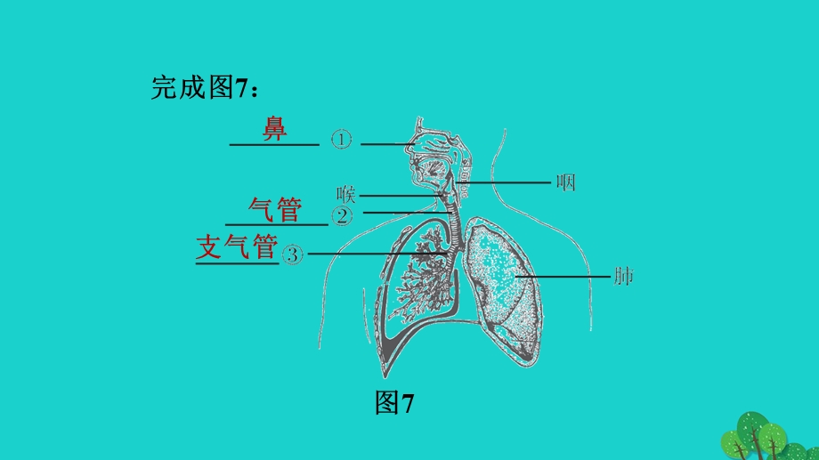 2022七年级生物下册 期末复习冲刺 第三章 人体的呼吸习题课件（新版）新人教版.ppt_第3页