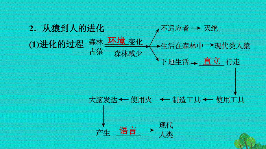 2022七年级生物下册 第四单元 生物圈中的人第一章 人的由来第1节 人类的起源和发展习题课件（新版）新人教版.ppt_第3页