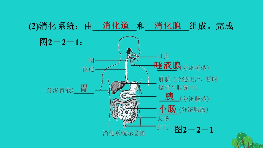 2022七年级生物下册 第四单元 生物圈中的人第二章 人体的营养第2节 消化和吸收第1课时 食物的消化习题课件（新版）新人教版.ppt_第3页