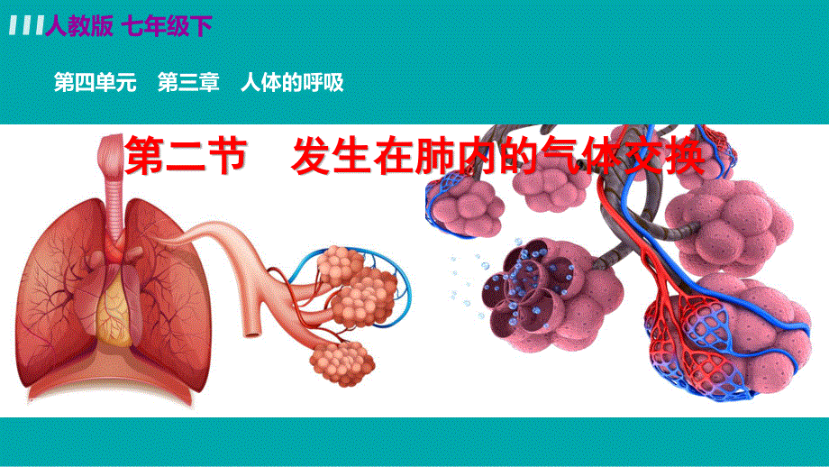 2022七年级生物下册 第四单元 生物圈中的人第三章 人体的呼吸第二节 发生在肺内的气体交换教学课件（新版）新人教版.ppt_第3页