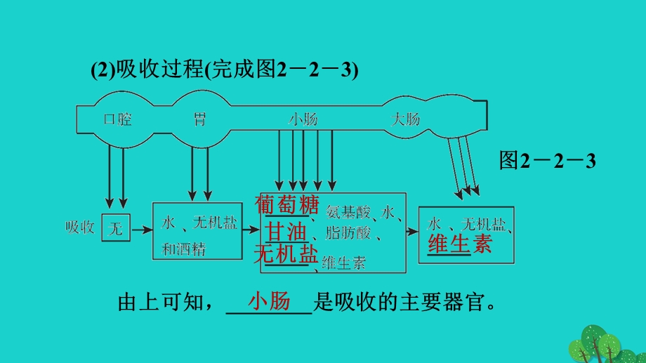 2022七年级生物下册 第四单元 生物圈中的人第二章 人体的营养第2节 消化和吸收第2课时 营养物质的吸收习题课件（新版）新人教版.ppt_第3页