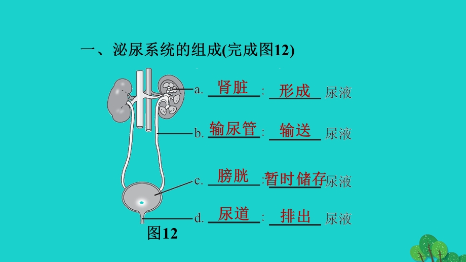 2022七年级生物下册 期末复习冲刺 第五章 人体内废物的排出习题课件（新版）新人教版.ppt_第2页