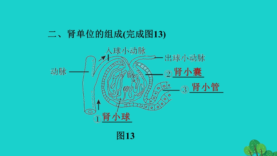 2022七年级生物下册 期末复习冲刺 第五章 人体内废物的排出习题课件（新版）新人教版.ppt_第3页