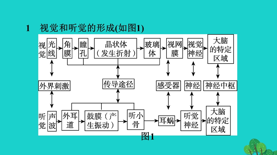 2022七年级生物下册 第四单元 生物圈中的人第六章 人体生命活动的调节巩固强化复习习题课件（新版）新人教版.ppt_第3页