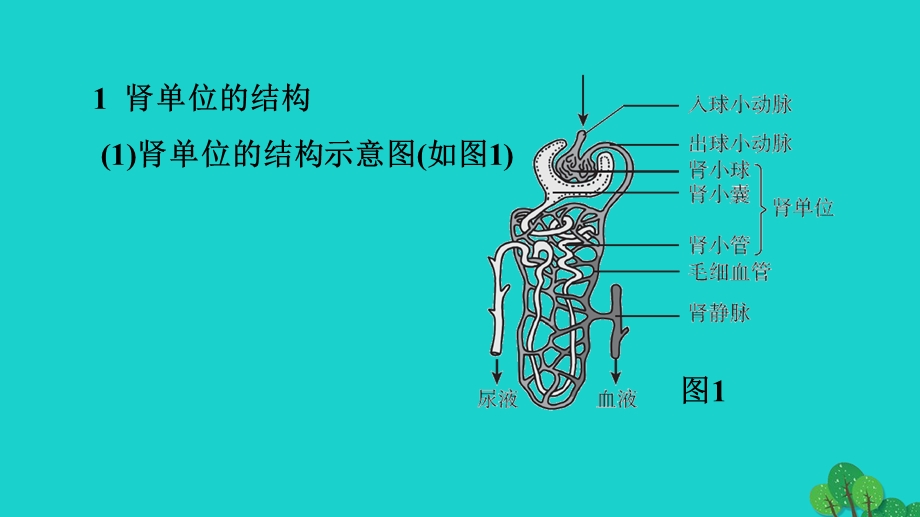 2022七年级生物下册 第四单元 生物圈中的人第五章 人体内废物的排出巩固强化复习习题课件（新版）新人教版.ppt_第3页