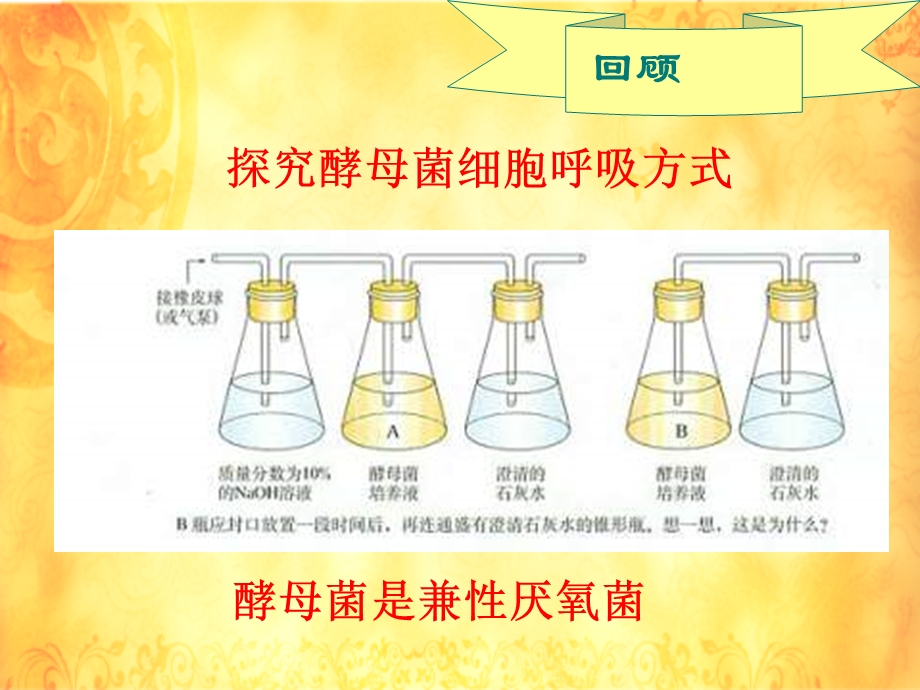 2015-2016学年人教版生物必修一课件：5.3 ATP的主要来源—细胞呼吸（21张） .ppt_第3页