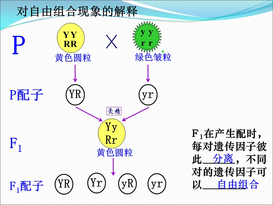 2016-2017学年人教版高一生物必修二课件：1.2 孟德尔的豌豆杂交实验（二） （共15张PPT） .ppt_第3页