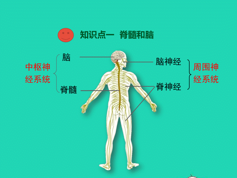 七年级生物下册 第4单元 生物圈中的人 第十二章 人体生命活动的调节 第二节 人体的神经调节教学课件 （新版）苏教版.pptx_第3页