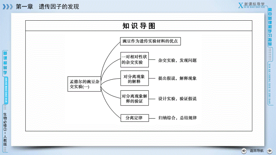 2019-2020学人教版生物必修二导学同步课件：第1章 第1节　孟德尔的豌豆杂交实验（一） .ppt_第3页