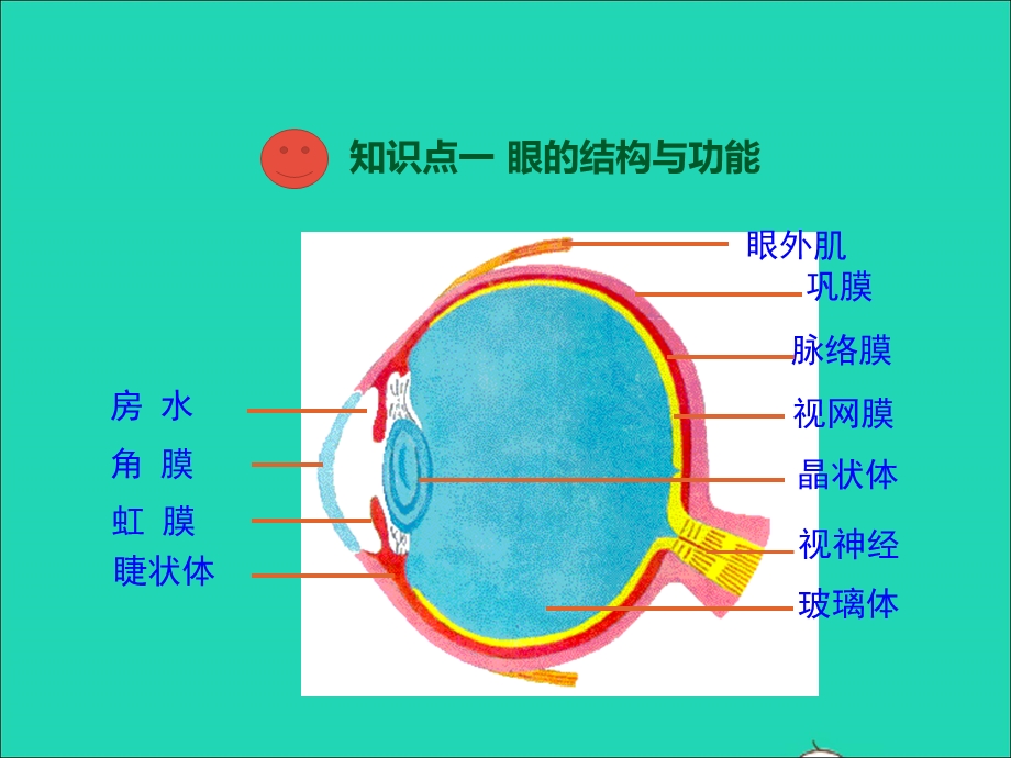 七年级生物下册 第四单元 生物圈中的人 第12章 人体的自我调节 第2节 感受器和感觉器官第1课时 视觉和视觉器官教学课件 （新版）北师大版.ppt_第3页