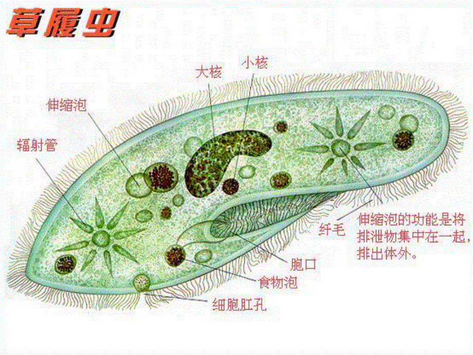 2017人教版高中生物必修三1-1《细胞生活的环境》课件 （共41张PPT） .ppt_第3页