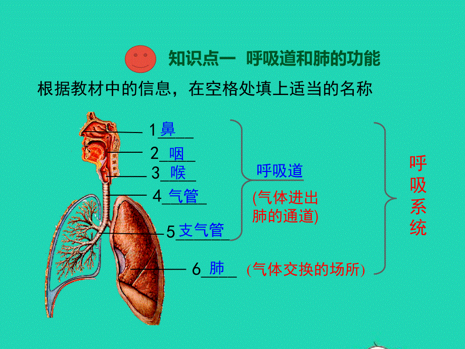 七年级生物下册 第四单元 生物圈中的人 第10章人体的能量供应 第2节 人体细胞获得氧气的过程教学课件 （新版）北师大版.ppt_第3页