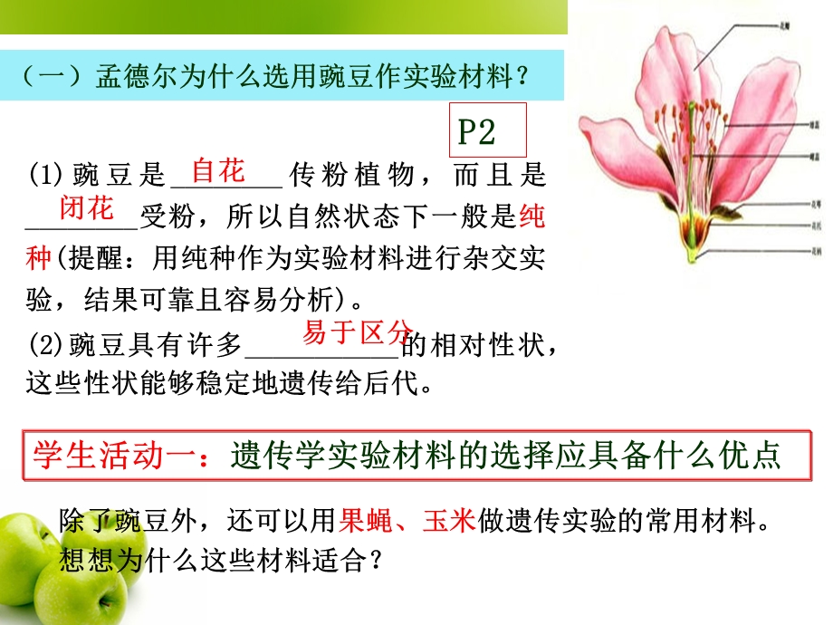 2016-2017学年人教版高一生物必修二课件：1.1 孟德尔的豌豆杂交实验（一） 第一课时 （共13张PPT） .ppt_第3页