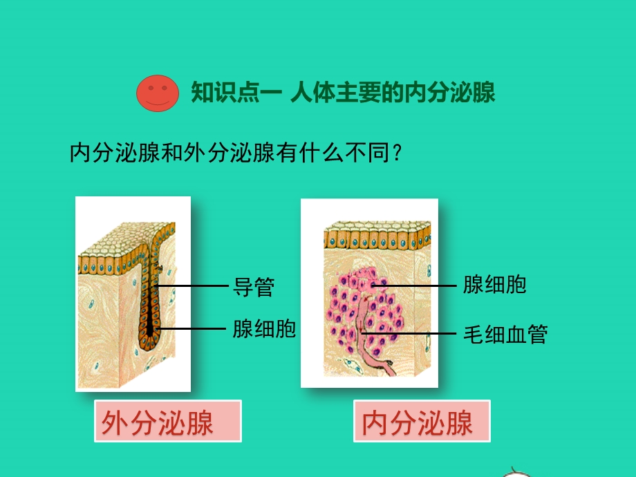 七年级生物下册 第4单元 生物圈中的人 第十二章 人体生命活动的调节 第一节 人体的激素调节教学课件 （新版）苏教版.pptx_第3页