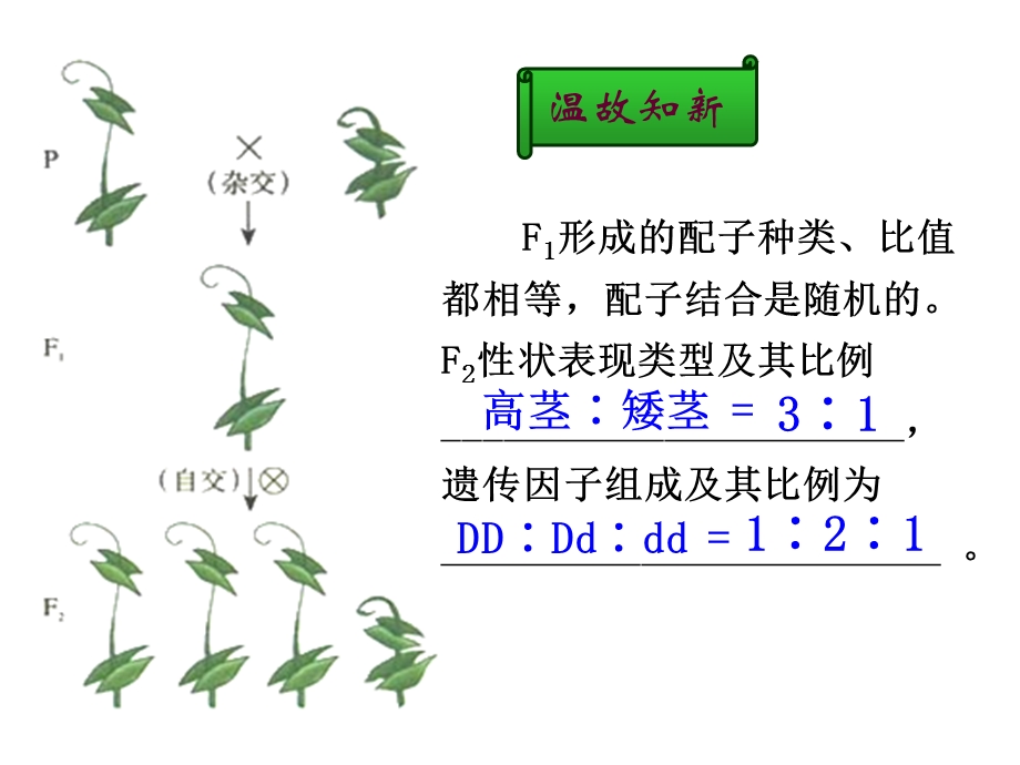 2016-2017学年人教版高一生物必修二课件：1.2 孟德尔的豌豆杂交实验（二） （共37张PPT） .ppt_第1页