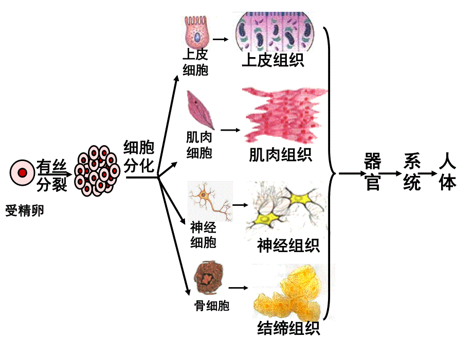 (新人教)生物必修一同步课件6.2 细胞的分化.ppt_第2页