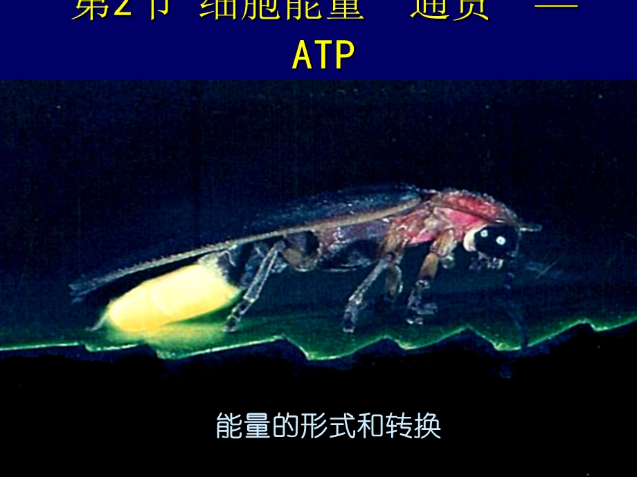 2014年山西省运城市康杰中学高一生物人教版必修1课：5.ppt_第1页