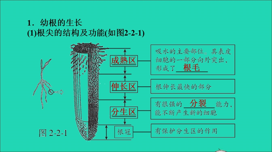 2021七年级生物上册 第三单元 生物圈中的绿色植物第二章 被子植物的一生第2节植株的生长习题课件（新版）新人教版.ppt_第2页