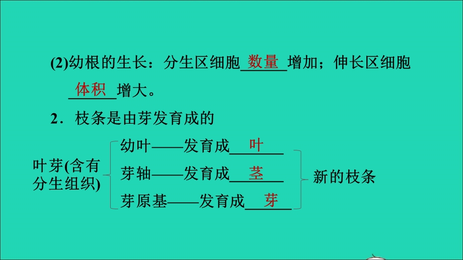 2021七年级生物上册 第三单元 生物圈中的绿色植物第二章 被子植物的一生第2节植株的生长习题课件（新版）新人教版.ppt_第3页