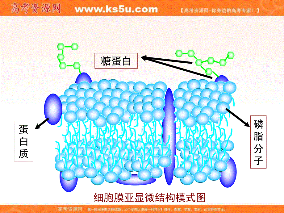 2016-2017学年人教版高中生物必修一4.3《物质跨膜运输的方式》课件 （共39张PPT） .ppt_第2页