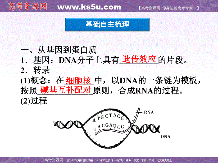 2012优化方案高考生物总复习苏教版（江苏专用）（课件）：必修2第4章第3节基因控制蛋白质的合成.ppt_第3页