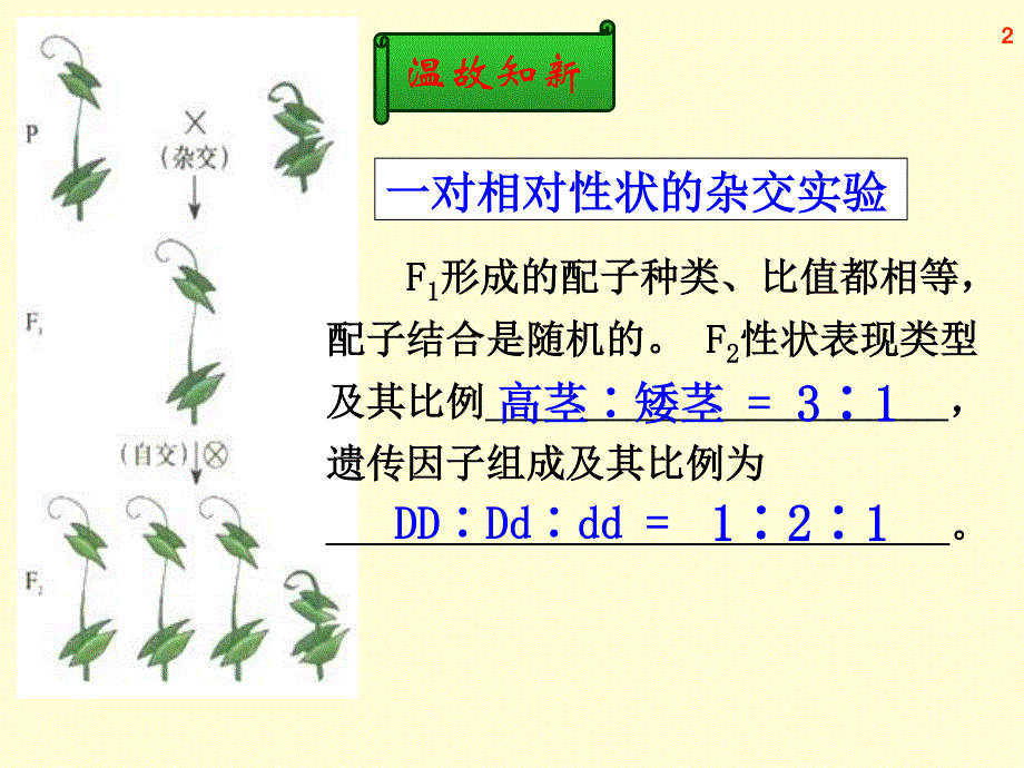 (新人教)生物必修二同步课件1.2自由组合定律.ppt_第2页