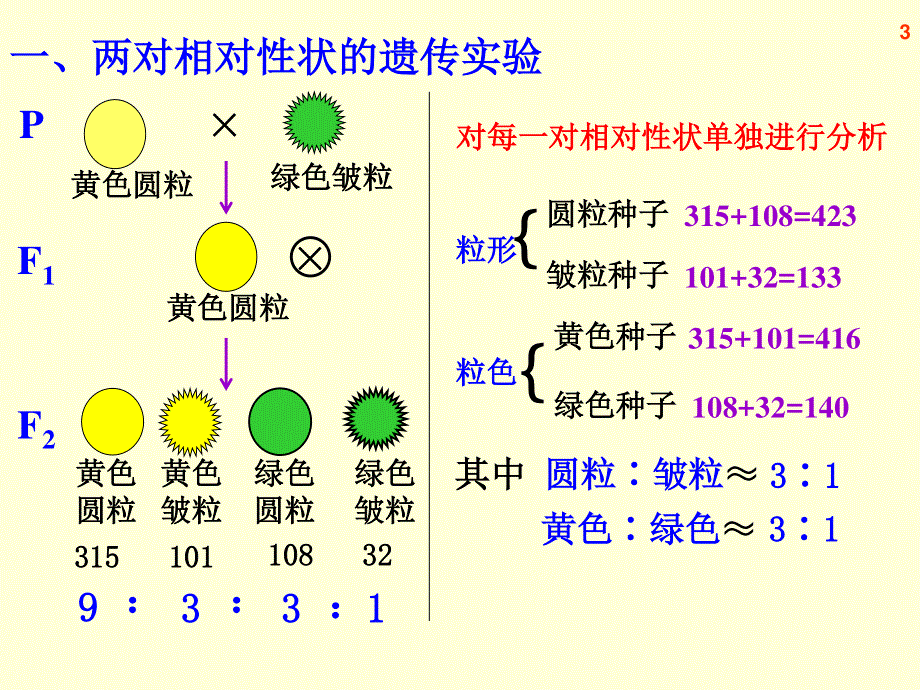 (新人教)生物必修二同步课件1.2自由组合定律.ppt_第3页